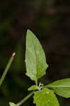 West Indian nightshade